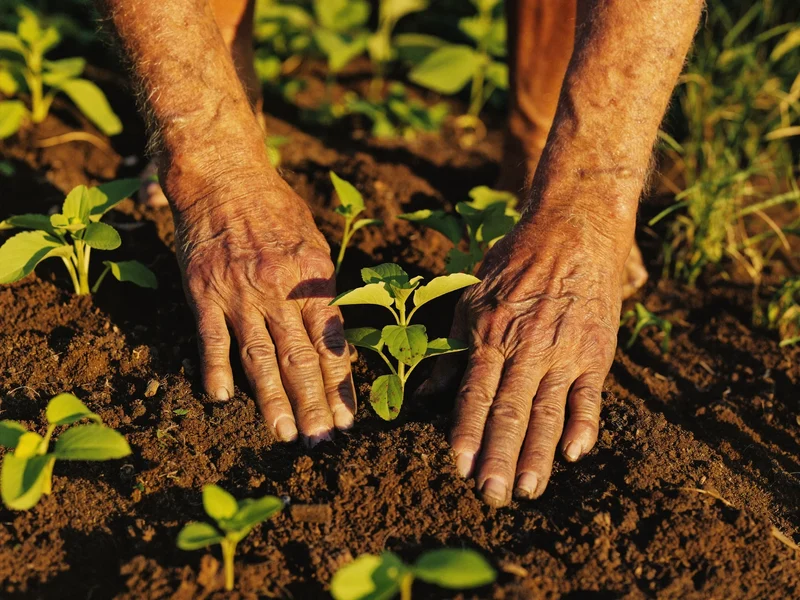 Mani anziane mettono con cura una piantina in terra scura.